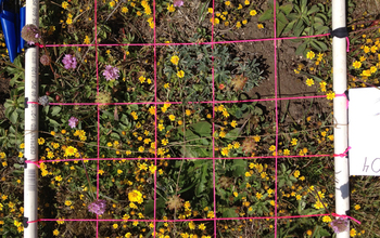 A set of small plots with diverse flowers