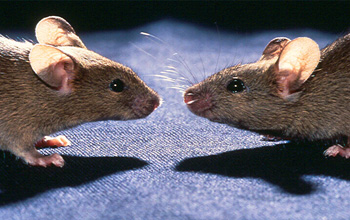 two mice facing each other nose-to-nose.