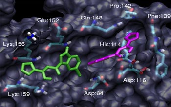 two molecules binding to a larger molecule.