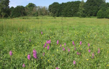 Photo of Silwood Park in the United Kingdom.