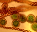 Plant spores scientists are studying as part of the "Tree of Life" initiativ