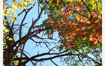 Photo of fall leaves at the Susquehanna Shale Hills Observatory.