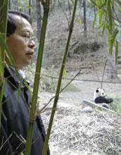 researcher watchin a panda in wolong