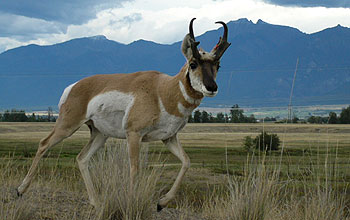 American pronghorn male defending his harem.