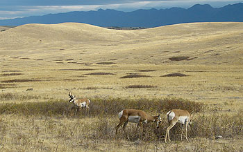 An American pronghorn male defending a harem of two females.