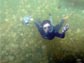 Photo of Kakani Young swimming among jellyfish.