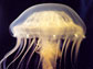 Photo of the jellyfish Chrysaora quinquecirrhe.