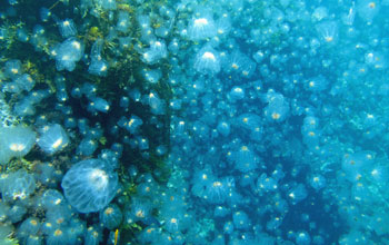 Salps bloom in the sea off the coast of New Zealand.