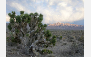 Photo of a Joshua tree dusted with snow following a spring snowstorm in Tikaboo Valley, Nevada.