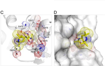 illustrations showing simulations of 2 proteins key for HIV novel inhibitors