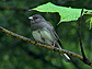 Close up of Junco on a tree branch