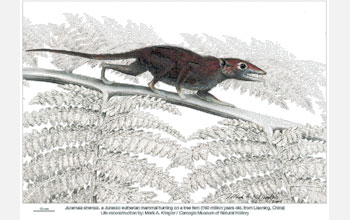 Illustration of the nocturnal mammal Juramaia, hunting insects on a tree fern.