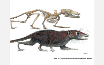 Illustrations of the skeleton and restoration of the new shrew-sized Jurassic mammal.