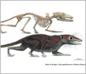 Illustrations of the skeleton and restoration of the new shrew-sized Jurassic mammal.