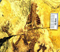 Photo of the fossil of Juramaia in a shale slab.