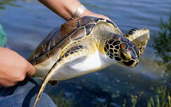 a juvenile green turtle