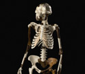 Photo showing the reconstructed skeleton of the Australopithecus afarensis Lucy.
