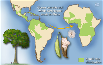 Kapok trees are challenging the notion that African and South American rainforests are similar