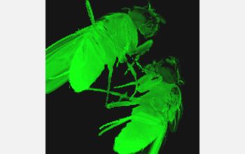 Bioluminescent fruit fly (<em>Drosophila</em>)
