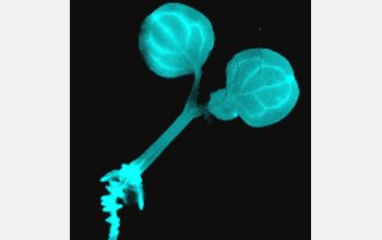 Bioluminescent plant <em>Arabidopsis thaliana</em>