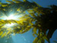 Photo taken underwater of the giant kelp canopy in the Santa Barbara Channel.