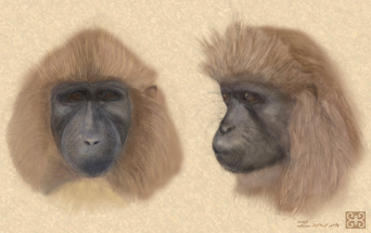 Africa's newly discovered species of monkey, the highland mangabey, Lophocebus kipunji
