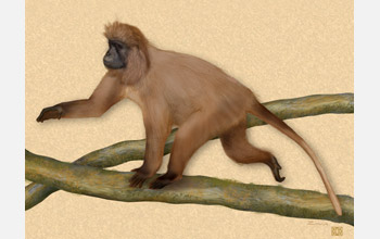 Full-bodied view of newly discovered highland mangabey (Lophocebus kipunji)