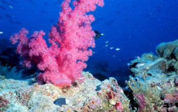 Photo of colorful corals and fish in an equatorial Pacific reef.