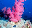 Photo of colorful corals and fish in an equatorial Pacific reef.