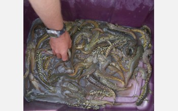 Hybrid tiger salamander larvae.