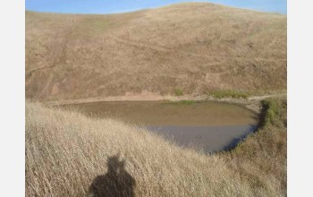 Tiger Salamanders breed under water in landlocked ponds.