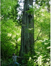 Photo of a legislative aide climbing a tree.