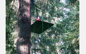 Photo of a participant in Legislators Aloft reaching a treetop platform.