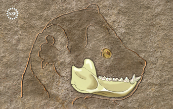 Artist's reconstruction of the lower jaw of a 37 million-year-old Egyptian primate, Afradapis.