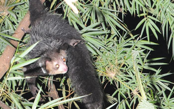 An aye-aye surrounded by leaves in its Madagascar forest habitat