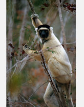Photo of a Sifaka lemur in Madagascar.