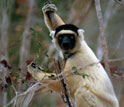 Photo of a Sifaka lemur in Madagascar.