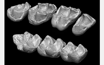 Photo of the upper and lower molars of the extinct Afradapis primate.
