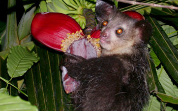 Photo of a aye-aye next to a red tropical flower