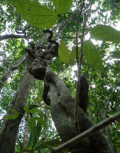 Bauhinia, a common tropical liana.