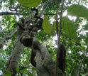 Bauhinia, a common tropical liana.