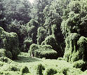 Photo of kudzu, the woody vine that ate the American South.