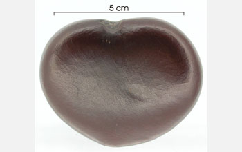 a seed of an Entada vine, a common tropical liana