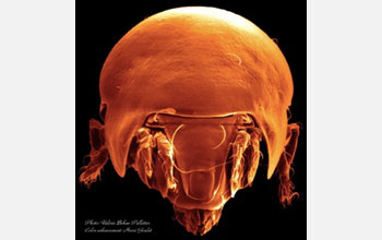 Scanning electron microscopy image of a creature that lives in belowground soils.