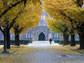 Photo of gingko trees at the University of Tokyo.