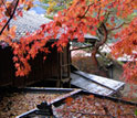 Photo of maple trees in central Japan.