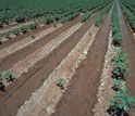 Photo showing crop failure and salty soils in California's Central Valley.