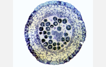 A cross-section of a spore capsule of moss species <em>Takakia ceratophylla</em>
