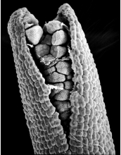 SEM of spore stalk, partially open from a hornwort <em>Dendroceros crispata</em>