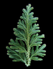 Frond of the lycophyte <i>Selaginella moellendorffii</i>.